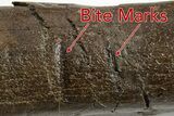 Fossil Sub-Adult Hadrosaur Humerus w/ Bite Marks - Montana #382484-4